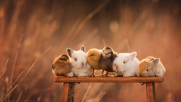 Обои на рабочий стол Кролики и цыплята сидят на лавочке, фотограф Lisa Holloway