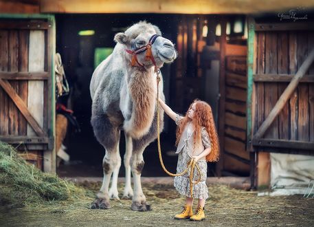 Обои на рабочий стол Девочка стоит рядом с верблюдом, фотограф Ирина Недялкова