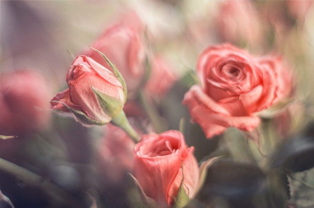 Обои для рабочего стола Розовые розы на размытом фоне, фотограф Katarzyna Soluch