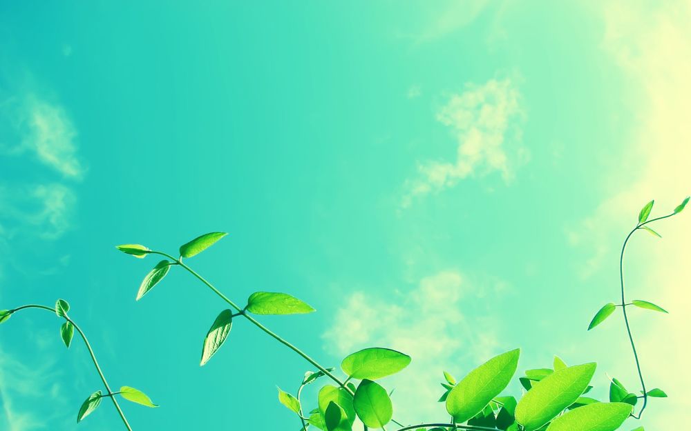 Обои для рабочего стола Зеленое растение, освещаемое солнцем, на фоне голубого неба