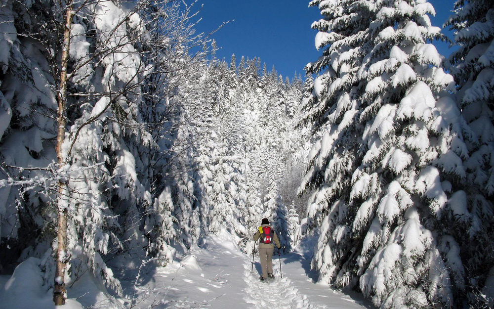 Обои для рабочего стола Лыжник идет на лыжах по засыпанному снегом лесу