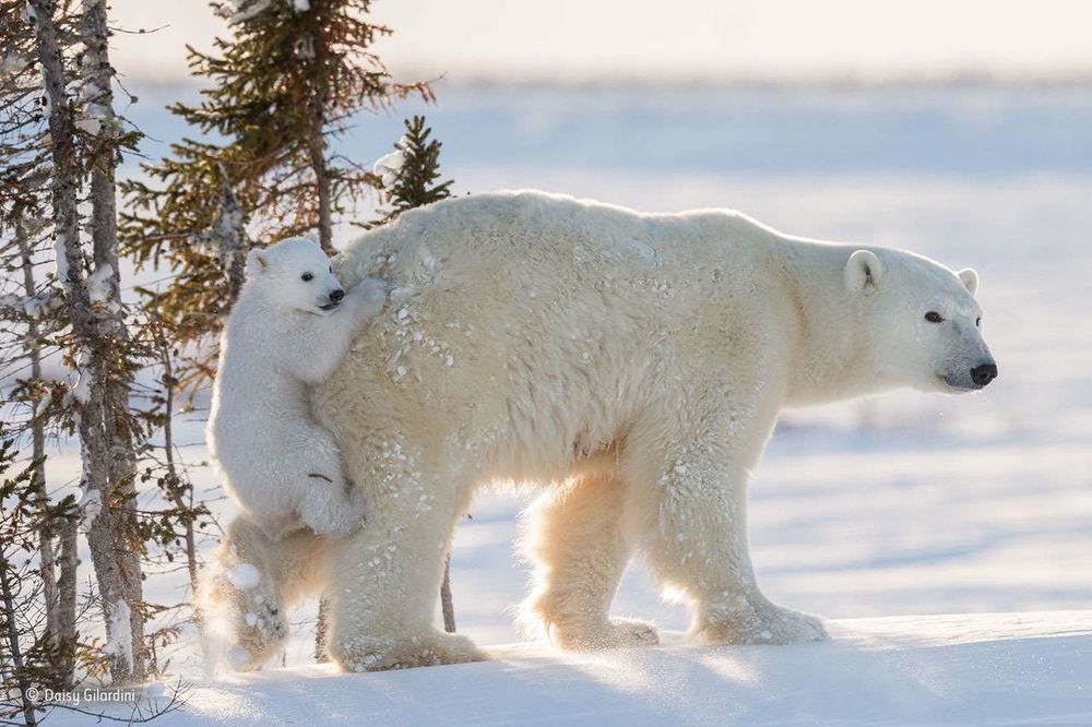 Обои для рабочего стола Белая полярная медведица со своим малышом медвежонком, который повис на ней
