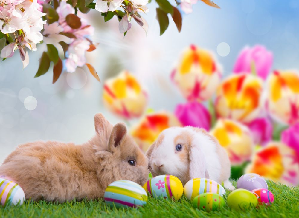 Обои для рабочего стола Два милых кролика лежат на траве, под цветущей веточкой, рядом с ними разноцветные пасхальные яйца, на размытом фоне с тюльпанами