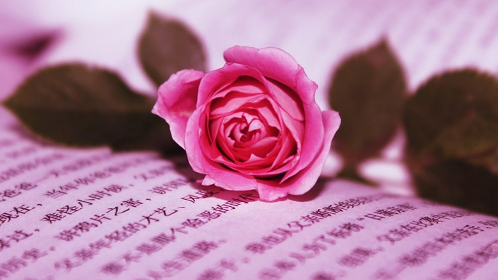 Обои для рабочего стола Розовая роза на листе с иероглифами