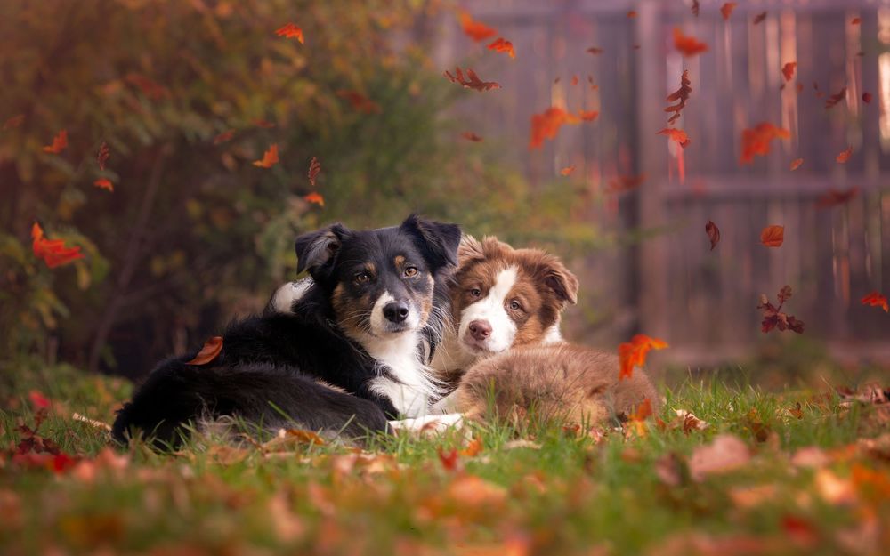 Обои для рабочего стола Две собаки лежат на траве под падающими листьями