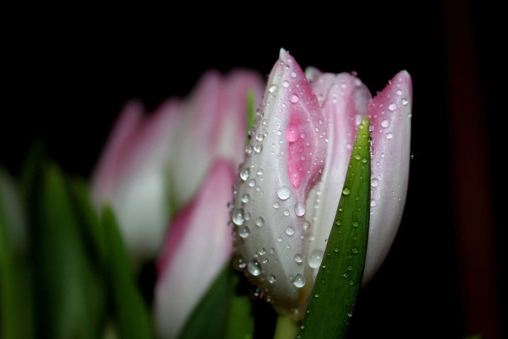 Обои для рабочего стола Бело-розовый тюльпан в каплях росы на первом плане, фотограф Juli Schu