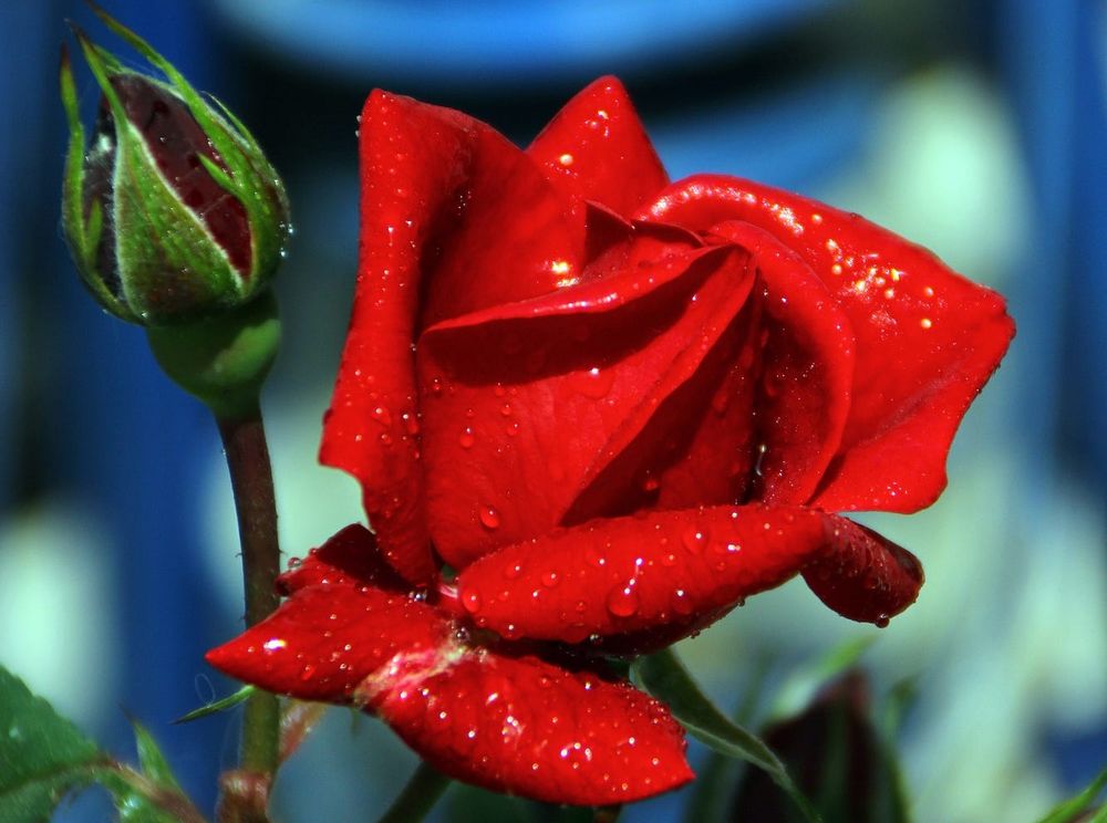 Обои для рабочего стола Красная роза в каплях росы, фотограф Hasan Bayrak