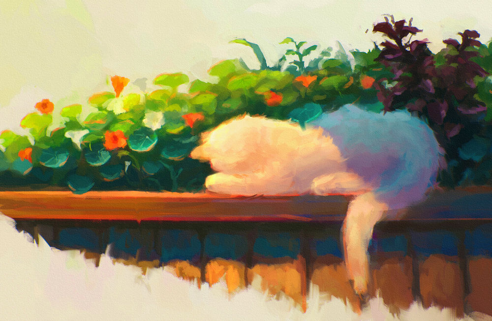 Обои для рабочего стола Белая кошка спит около цветов, by Sylar113