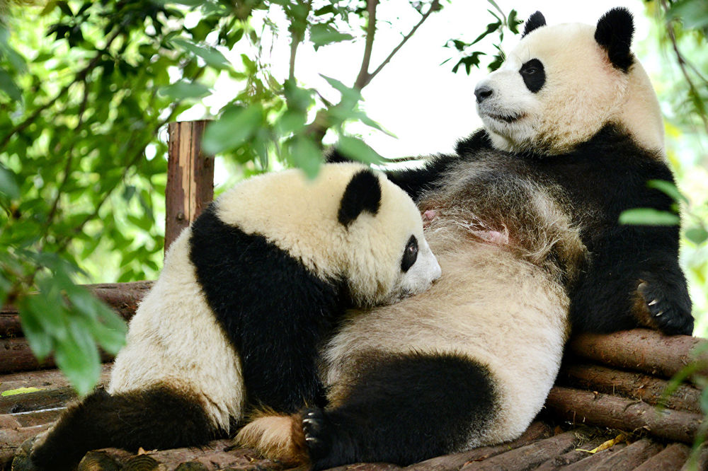 Обои для рабочего стола Панда кормит своего большого детеныша грудью, Chengdu, China / Чэнду, Китай