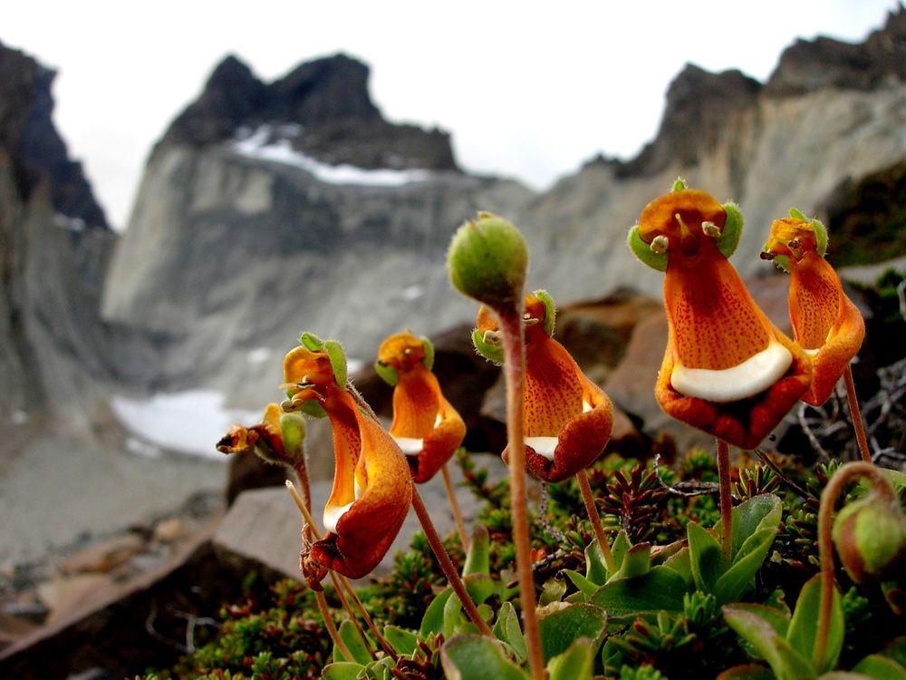 Обои для рабочего стола Орхидея Счастливый инопланетянин / Calceolaria Uniflora