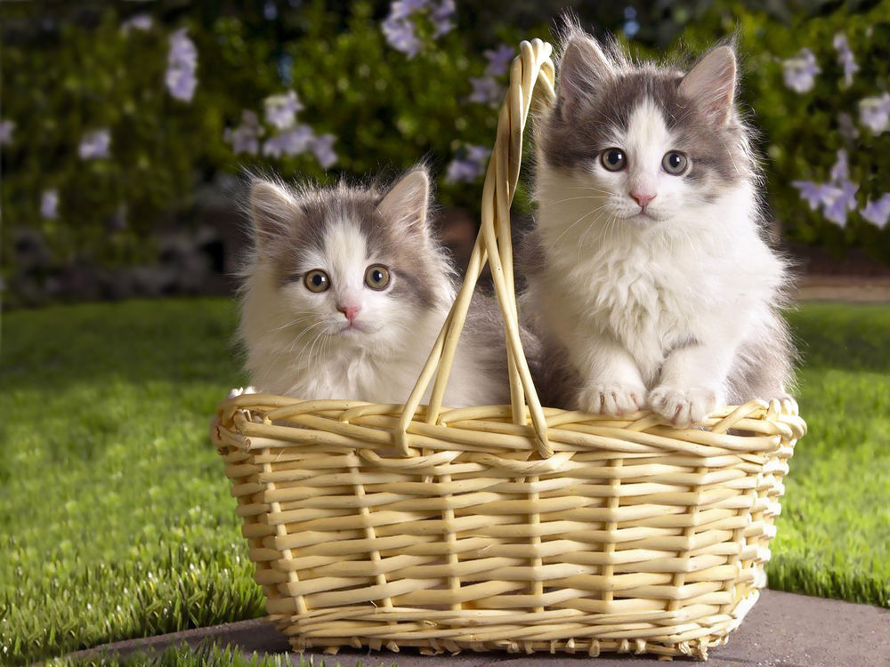 Обои для рабочего стола Два милых пушистых котенка сидят в корзине