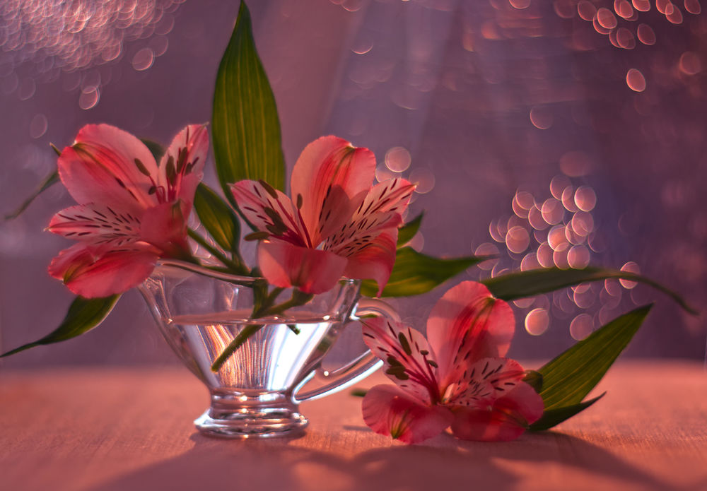Обои для рабочего стола Розовые лилии в чашке, фотограф Юлия Густерина