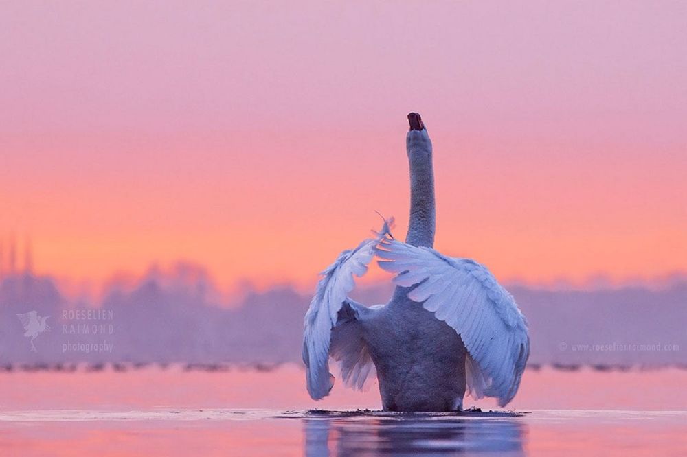 Обои для рабочего стола Лебедь на воде, ву Roeselien Raimond