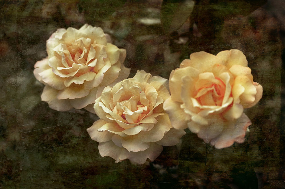 Обои для рабочего стола Три кремовых розы на фоне с эффектом старой фотографии, by GaL-Lina