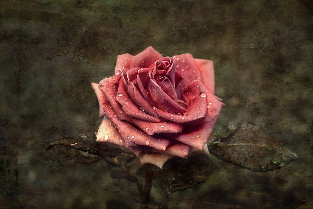 Обои для рабочего стола Розовая роза в каплях на размытом фоне с эффектом старой фотографии, by GaL-Lina