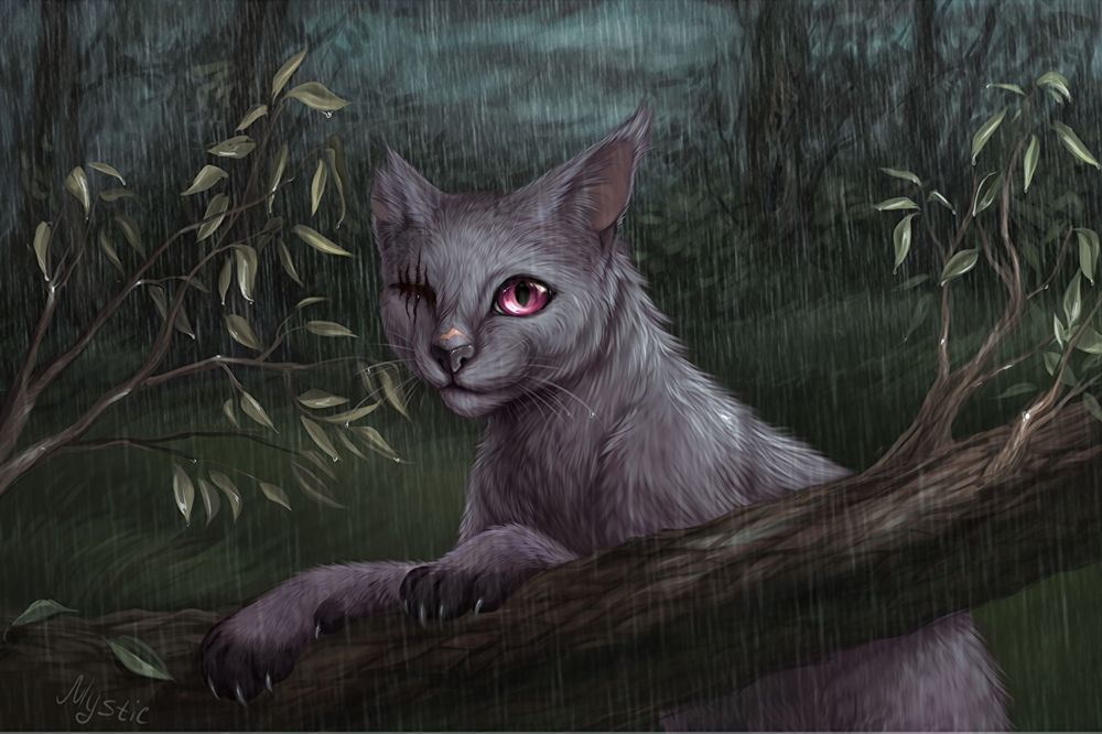 Обои для рабочего стола Одноглазый кот в лесу под дождем (Mystic)