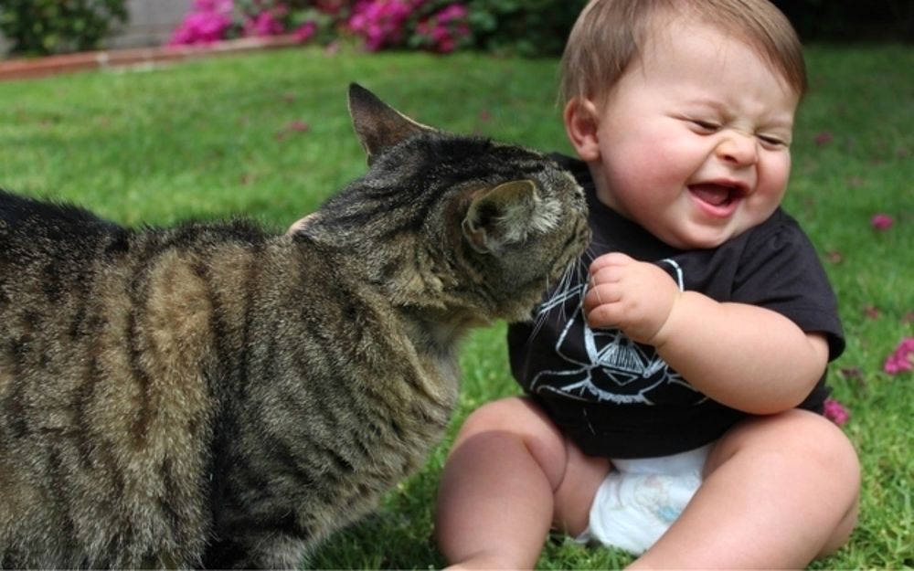 Обои для рабочего стола Маленький ребенок смеется играя с котом на зеленой траве