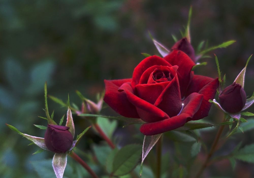 Обои для рабочего стола Бордовая роза с бутонами, фотограф Марина Леонидовна