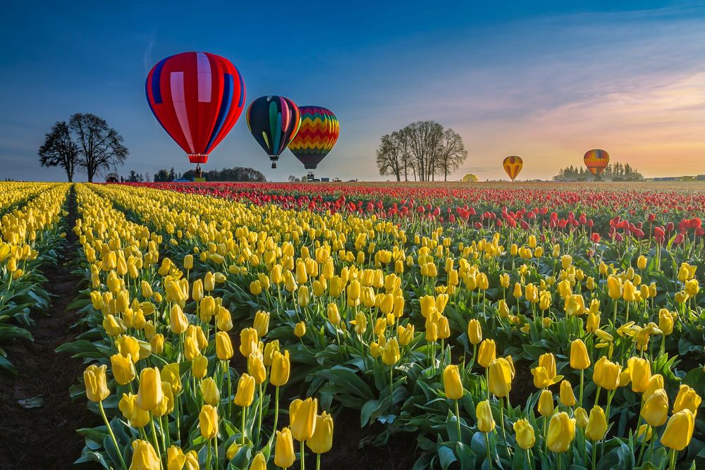 Обои для рабочего стола Воздушные шары над полем с желтыми тюльпанами, фотограф William Lee