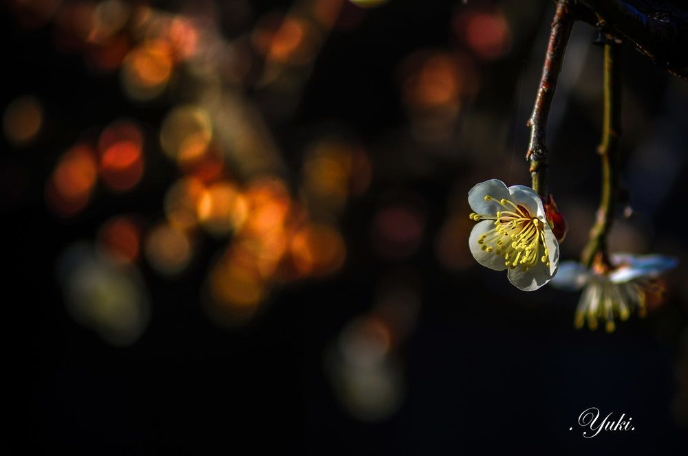 Обои для рабочего стола Весенний цветок на ветке, фотограф yuki_