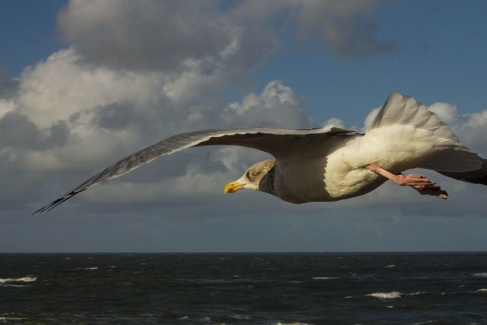 Обои для рабочего стола Летящая чайка над морем, фотограф Heike Kitzig