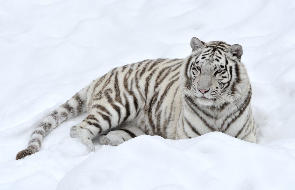 Обои для рабочего стола Белый тигр лежит на снегу