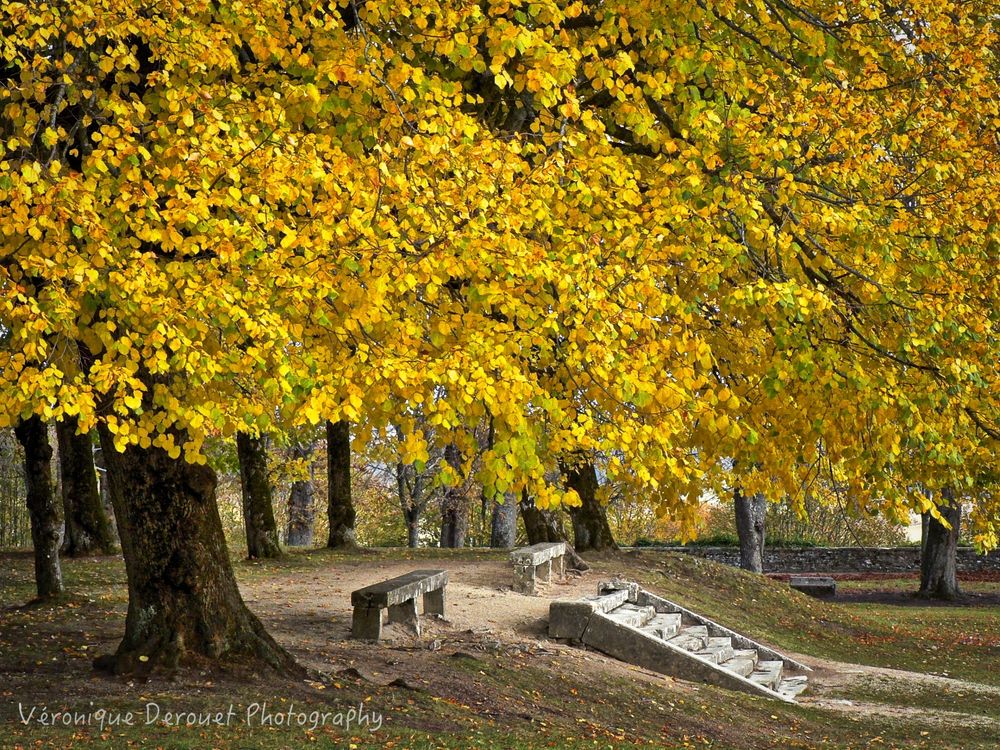 Обои для рабочего стола Деревья с осенней желтой листвой на алее, by Veronique Derouet