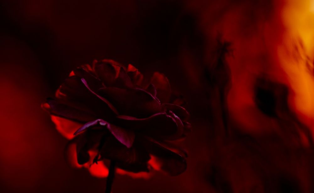 Обои для рабочего стола Багряно-красная роза на огненно-красном размытом фоне