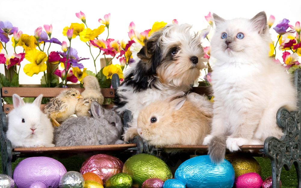 Обои для рабочего стола Котенок, щенок, цыплята и крольчата сидят на полочках среди пасхальных яиц и цветов
