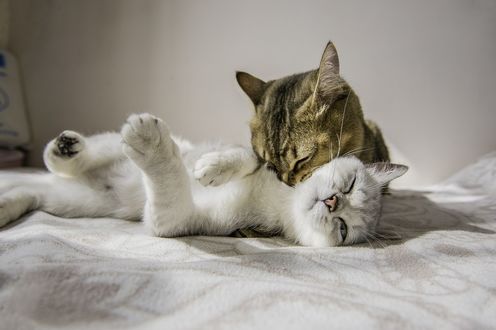 Обои на рабочий стол Два кота лежа на кровати, лижут друг друга, by Aleks  Daiwer, обои для рабочего стола, скачать обои, обои бесплатно