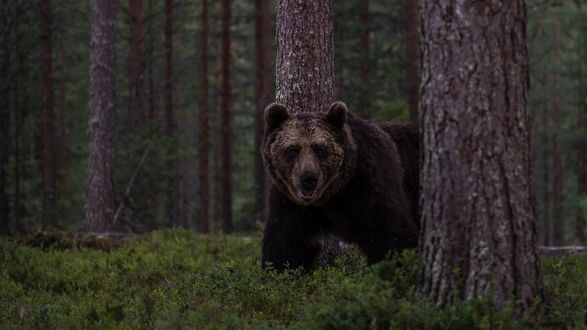 Обои на рабочий стол Бурый медведь идет по лесу
