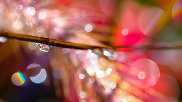 Обои на рабочий стол Капли воды на растении на фоне боке, фотограф Christophe Laigle