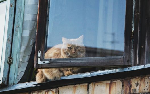 Обои на рабочий стол Рыжий пушистый кот сидит в полуоткрытом окне и наблюдает за улицей