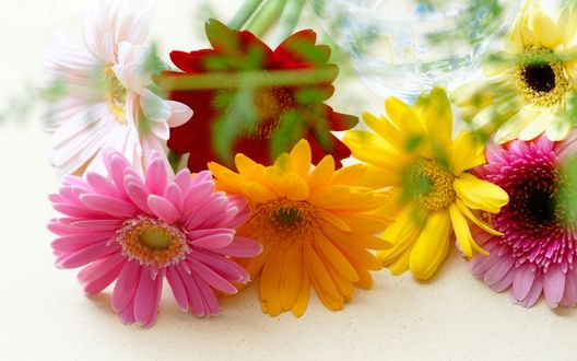 Обои на рабочий стол Разноцветные герберы лежат на столе возле вазы