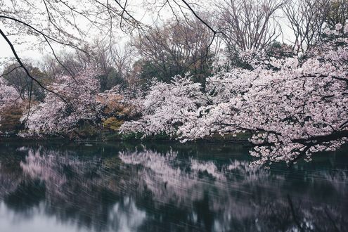 Обои на рабочий стол Цветущие весенние деревья над водой, фотограф Takashi Yasui