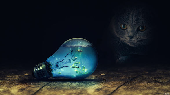 Обои на рабочий стол Кот смотрит на лампочку, внутри которой плавают рыбки, by FantasyArt0102