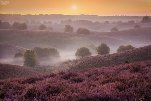 Обои на рабочий стол Восход над лавандовым полем, Netherlands / Нидерланды, фотограф Martin Podt