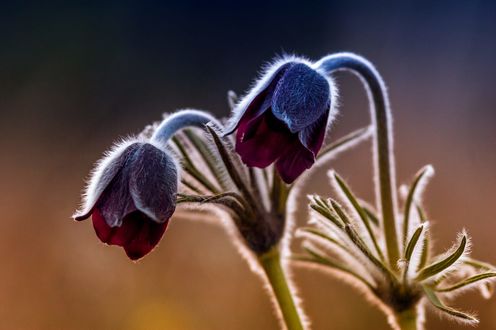 Обои на рабочий стол Цветы вида Hellebonus Pulsatilla, фотограф Csilla ZelkoCsilla Zelko