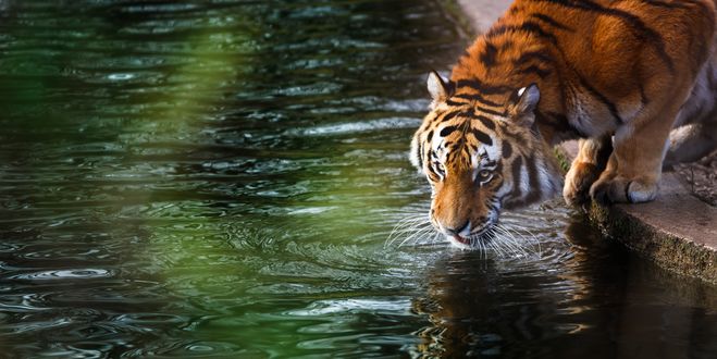 Обои на рабочий стол Тигр пьет воду