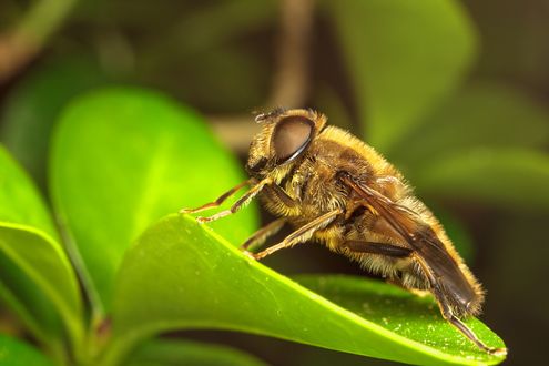 Обои на рабочий стол Мушка на зеленом листке