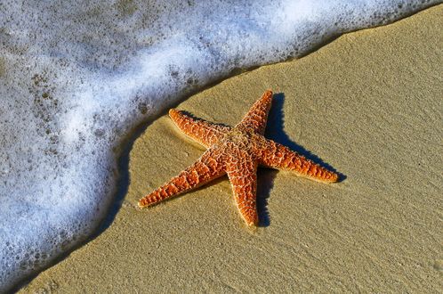 Обои на рабочий стол Морская звезда на песке и пена