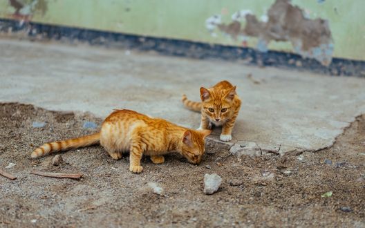 Обои на рабочий стол Два рыжих котенка что-то высматривают на земле