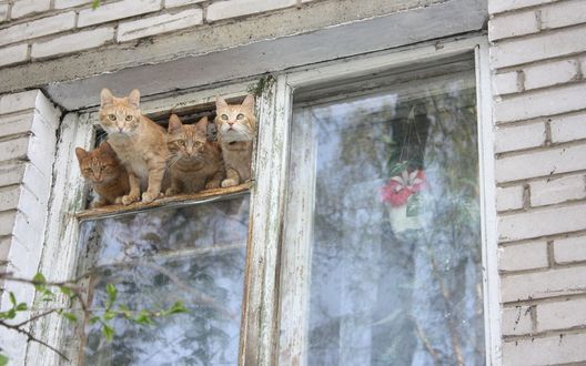 Обои на рабочий стол Четыре рыжих кота уселись на форточке и выглядывают на улицу