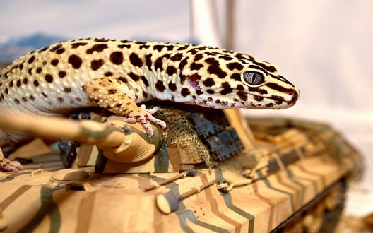 Обои на рабочий стол Пятнистая ящерица на деревянном танке