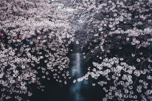Обои на рабочий стол Цветущая сакура над водой, фотограф Takashi Yasui