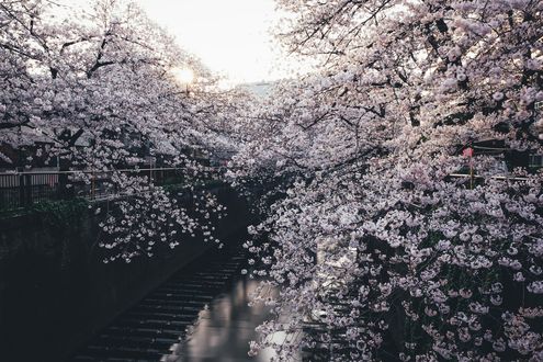 Обои на рабочий стол Цветущая сакура над каналом, фотограф Takashi Yasui