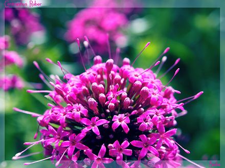 Обои на рабочий стол Цветок Centranthus ruber / Кентрантус красный, фотограф Barbara Luzynska