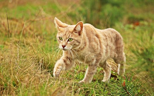 Обои на рабочий стол Рыжий кот куда-то целеустремленно идет по траве