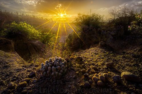 Обои на рабочий стол Солнечный свет Mammillarias, Tehuacan - Cuicatl&;n / Теуакан-Куйкатлан - биосферный заповедник, фотограф Luis Lyons
