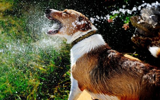 Обои на рабочий стол Пес играет с водой